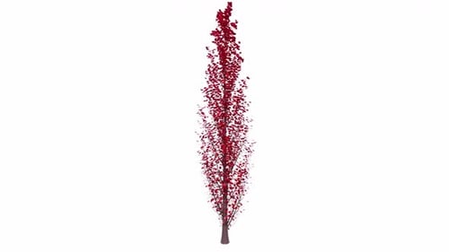 Tall Red Leaf Tree on White Background