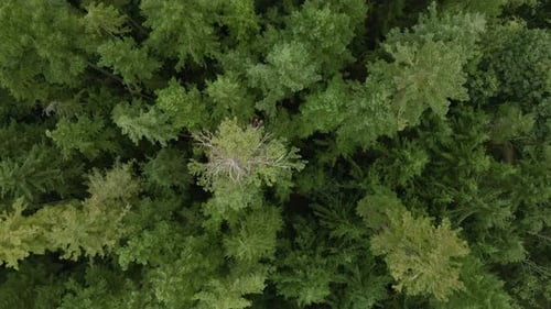 Forest Canopy Of Green Trees Overhead Aerial Environment Background