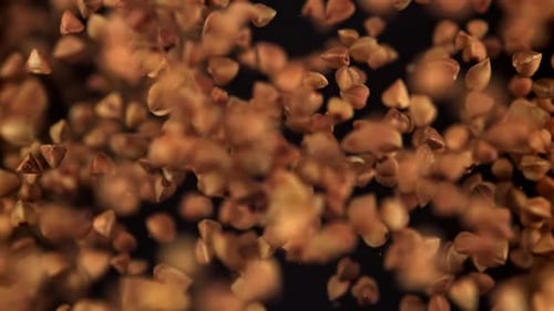 Buckwheat Flies Up and Falls Down Filmed on a Highspeed Camera at 1000 Fps