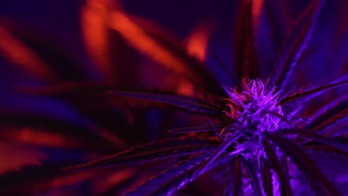 Sativa Marijuana Plant in Glowing Neon Light Indica Rasterized Herbal Cannabis