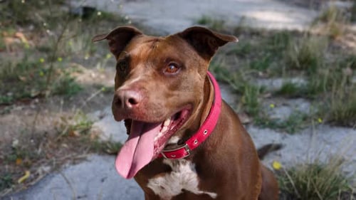 Brown Dog Panting Outdoors on Sunny Day
