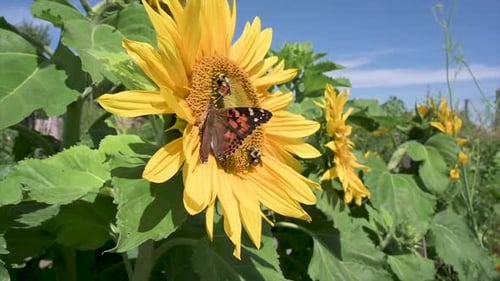 Butterfly and bumble bee on sunflower in garden