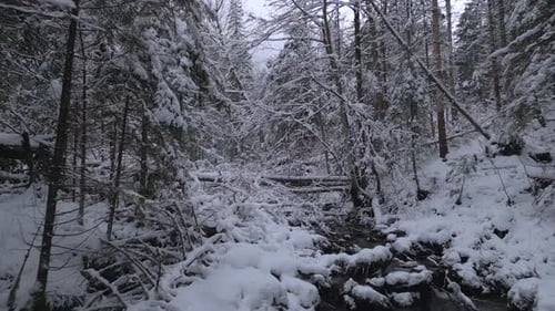 Winter Forest with Dark Winding River Cutting Through Snowy Trees