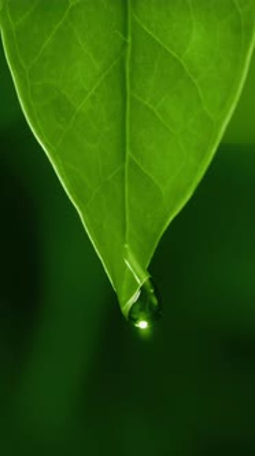 Water droplet falling from a vibrant green leaf