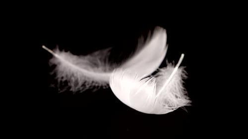 Falling white swan feathers on a black background. Slow motion.