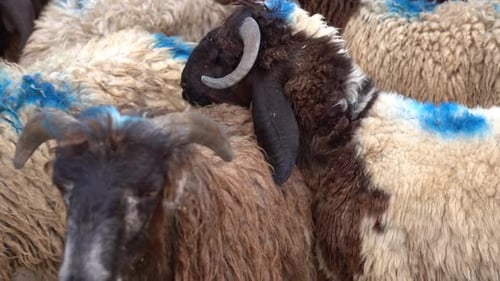 Sheep marked in a farmer's yard