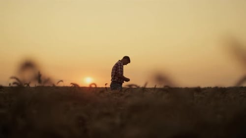 Silhouette Business Owner Agronomist Inspecting Golden Wheat Grain Harvest at Sunset Field