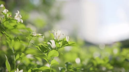 Lush Green Bush with Delicate White Flowers