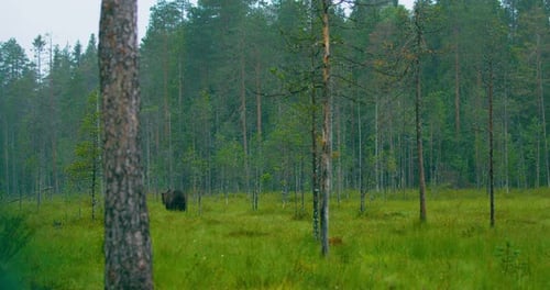 Wild Adult Brown Bear Walking in the Forest While Raining