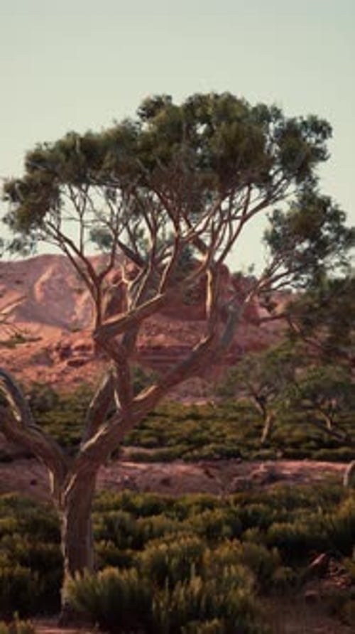 Tree Standing in Field With Distant Mountains