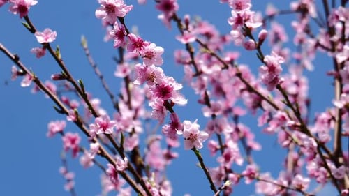 Beautiful Pink Blossoms Blooming in Springtime