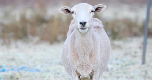 Entzückende hornlose Ziege ernährt sich von Heu und kaut viel - Nahaufnahme