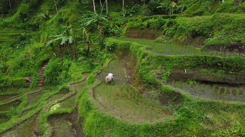 Aerial Landscape of the Rice Fields and Rice Terrace on the Island Bali in Indonesia Drone Flight