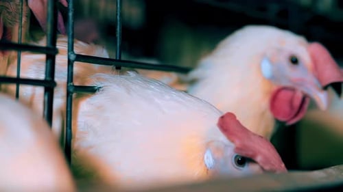Chicken Farm Poultry Production