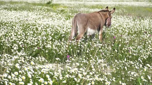 Chamomile White Daisy Flowers in a Field of Green Grass Sway in the Wind at Sunset Chamomile Flowers