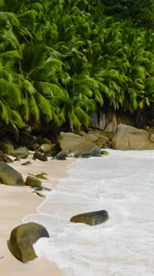 Rocky Coastline with Dense Palm Trees and Ocean Waves Seychelles Mahe