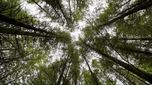 Slowly Spinning View Of Forest Tree Tops