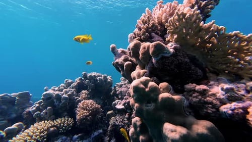 Coral Reef And Fishes In Dahab, Egypt - Underwater Shot