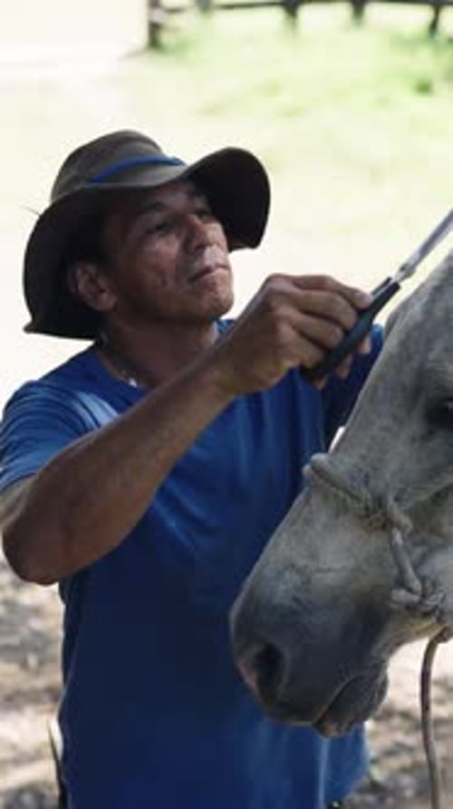 Vaquero arreglando una melena de caballo blanca con un peine de curry