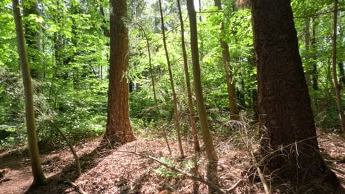 Lush Green Forest During Spring Season