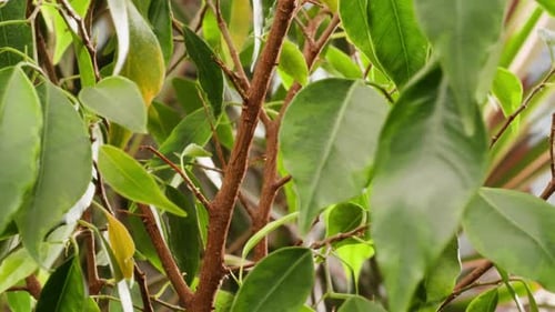 Close Up of a Vibrant Leafy Indoor Plant