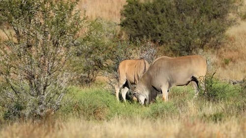 Eland Antelopes In Natural Habitat - South Africa