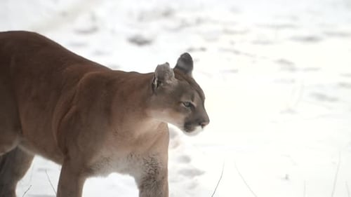 Canadian Cougar Hunting in Snowfall of Winter Morning in a Forest