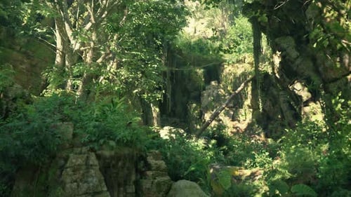 A Lush Green Forest Filled with Lots of Trees Mountain Path