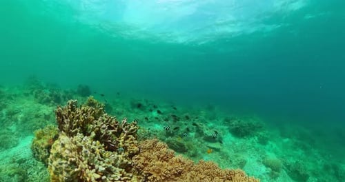 Underwater Scene with Coral Reef and Fishes