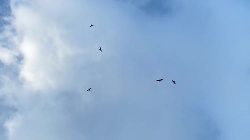Flock of Birds Flying in a Cloudy Blue Sky