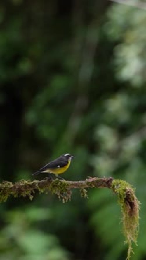 Images verticales d'un oiseau jaune perché sur une branche en Colombie