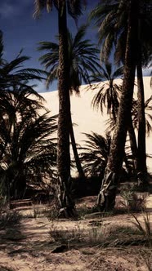 Group of Palm Trees on Sandy Beach