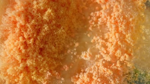A close-up of mold and fungus growth on bread.