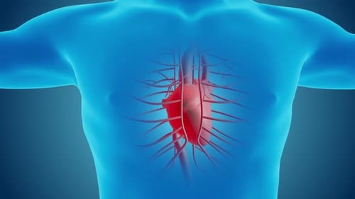 3D Animated Human Heart and Circulatory System