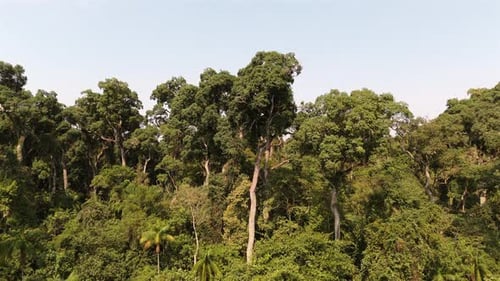 Aerial shot of endangered rosewood trees in vulnerable subtropical forests of Argentina