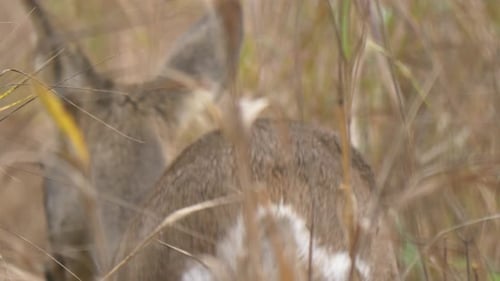 Backside view of Roe deer slowly walking away in peace on meadow in northern sweden.