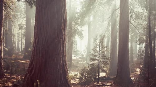 Giant Sequoias in the Giant Forest Grove in the Sequoia National Park