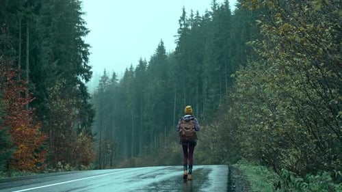 Solo Hiker Walks Down Misty Road into Deep Pine Forest