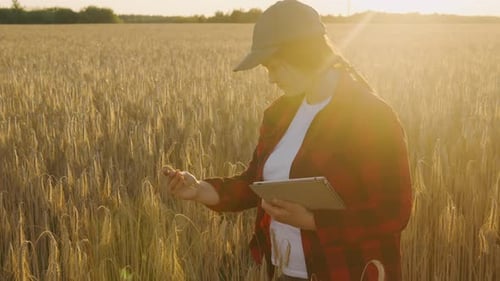 Girl Agronomist in the Sun at Sunset with a Tablet in the Field