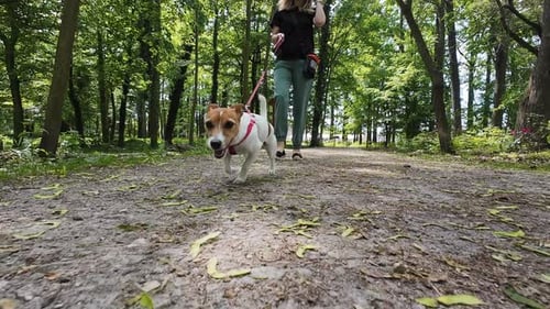 Woman Walking Her Dog in Park on a Sunny Day
