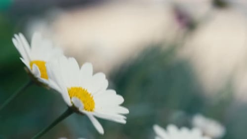 Summer scene with white daisy flowers against a blur background. Hot summers garden background.