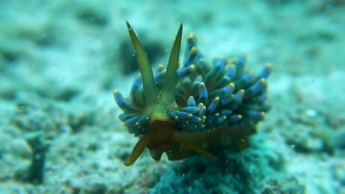 Orelhas ornamentadas de caracol marinho Trinchesia Yamasui com rinóforos estendidos