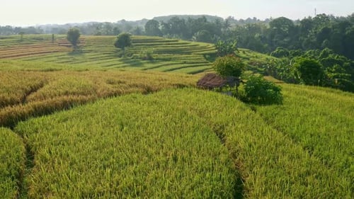 Aerial View of Sunrises Over the Green Fields of Rice Paddies in the Heart Green Rice Fields With