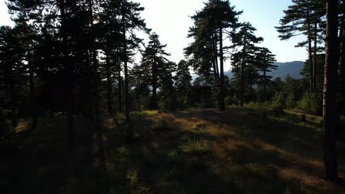 Scary silhouettes of pine trees in the twilight, casting eerie shadows across the mountain forest.