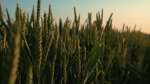 Grüne Sprossen progressiver Weizensorten auf dem Feld am Sommerabend, Zeitlupen-Weizenanbau