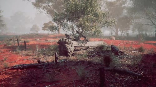 Misty Morning in the Australian Outback Featuring Unique Red Soil Landscape