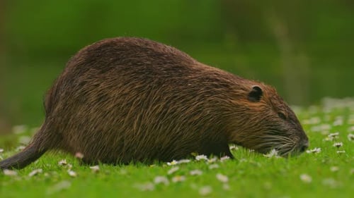 Nutria se senta e se limpa, natureza selvagem, perto de uma água, Nutria em um lago, habitat natural de