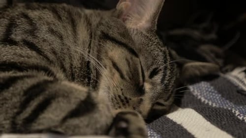 Striped Brown Cat Sleeping and Resting On The Striped Mat - Close Up Shot