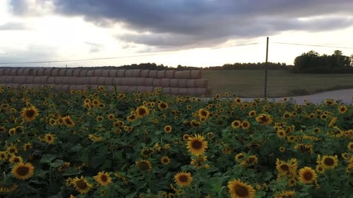 Sunflower field in close up during sunset, aerial truck left