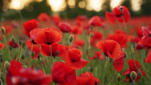 Red Poppies Blooming in a Golden Field